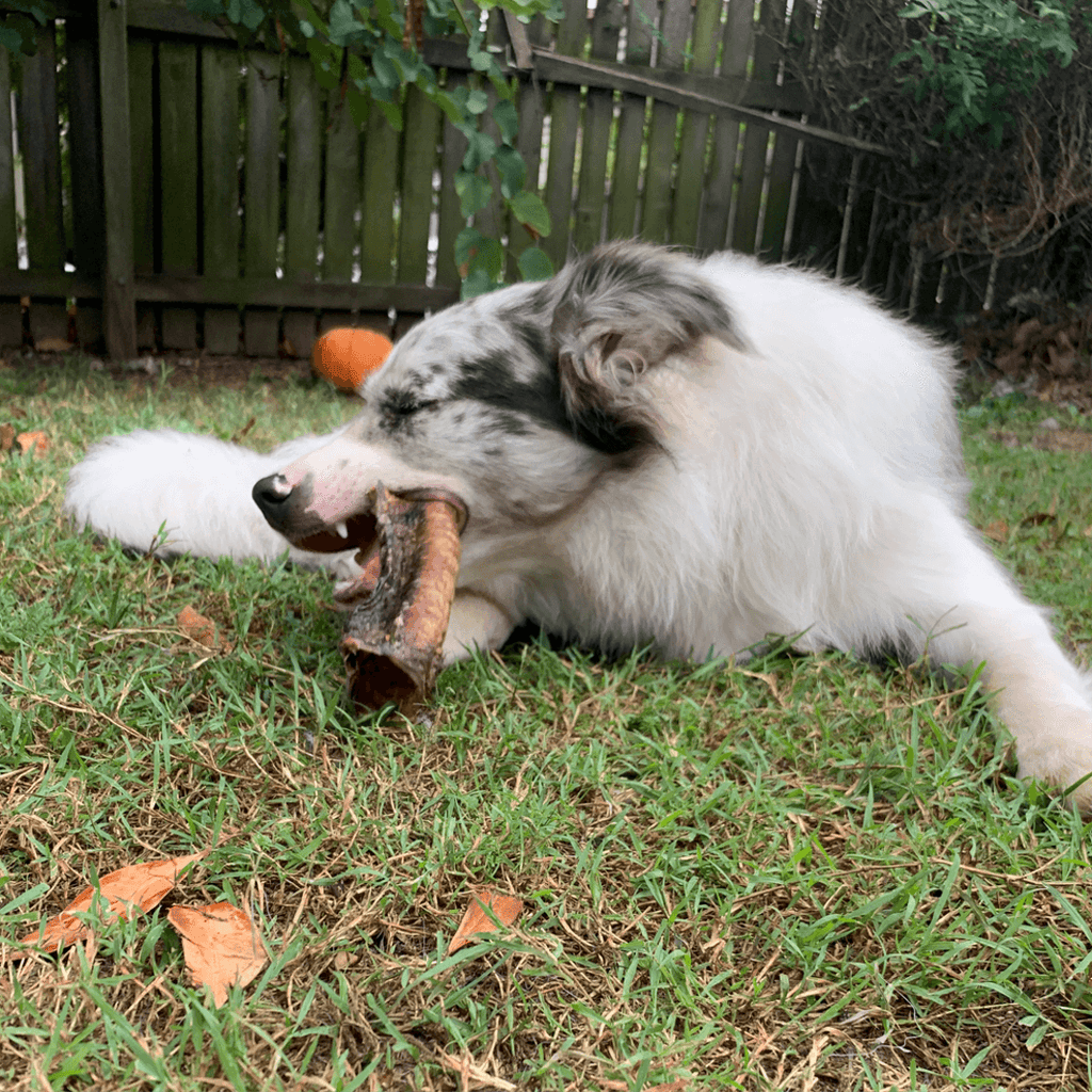 LULU'S KITCHEN Dog Treats Deep Throat - Cow Trachea 2pc - Sparklet