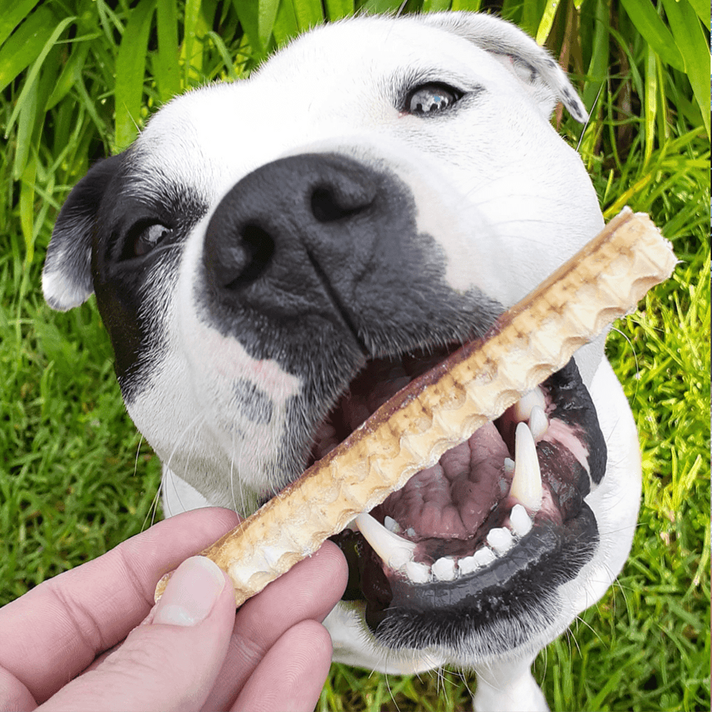LULU'S KITCHEN Dog Treats Don't Go Swimmin - Shark Cartilage 100G - Sparklet