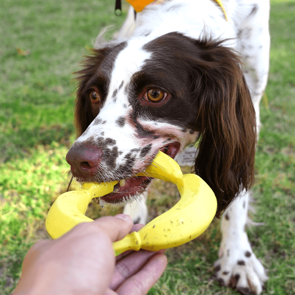 PETOPIA Ultra Tough Dog Chewing Toy - Coco Banana (Assorted Colour) - Sparklet