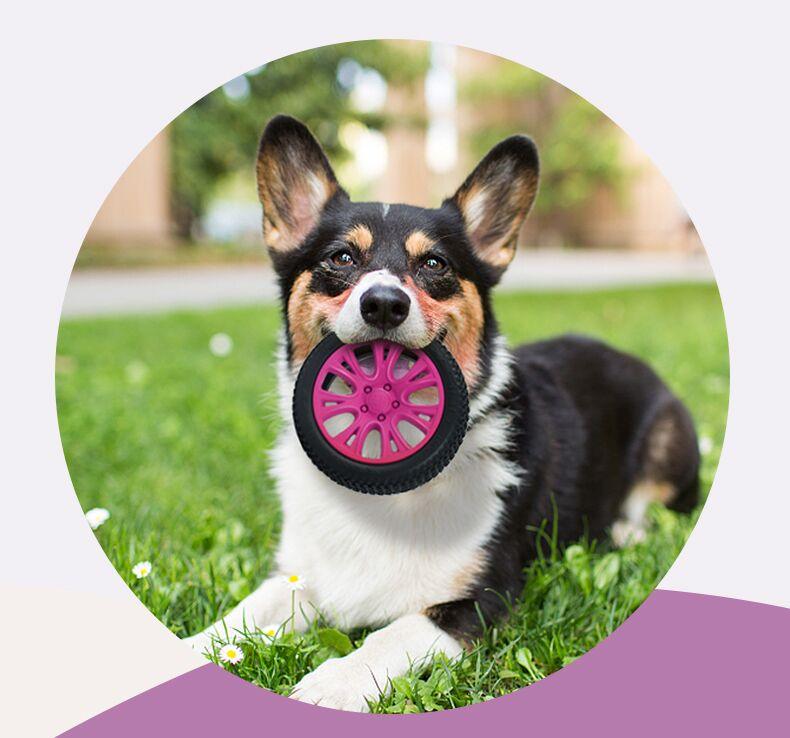 PETOPIA Ultra Tough Dog Chewing Toy - Crazy Tyre (Assorted Colour) - Sparklet