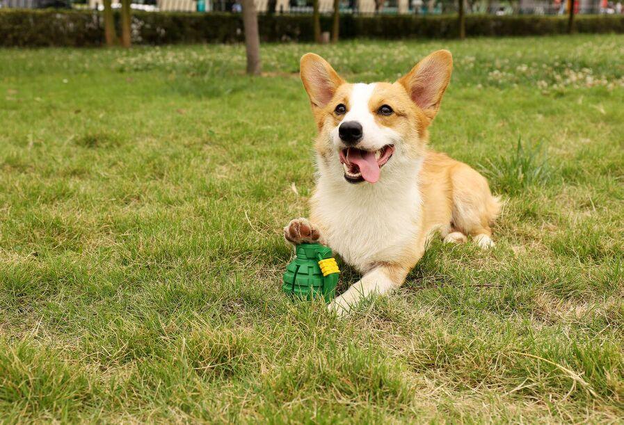 PETOPIA Ultra Tough Dog Chewing Toy - Hand Grenade (Assorted Colour) - Sparklet