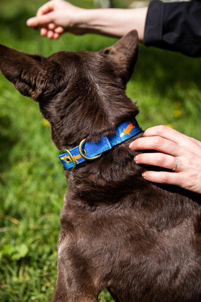 ANIPAL Piper The Platypus Collar (Made from recycled plastic) S - Sparklet